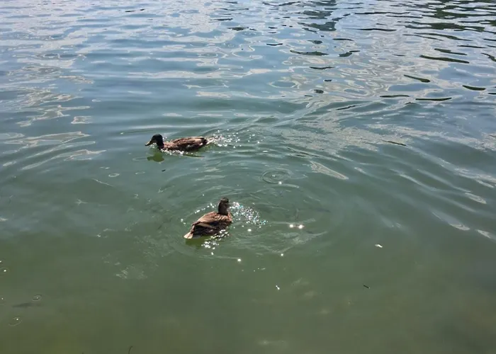 Donau